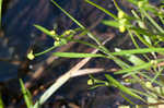 Low spearwort